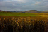 Vosges du Nord, low sun