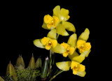 Lycaste mattogrossensis