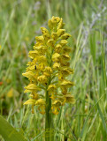 Orchis punctulata