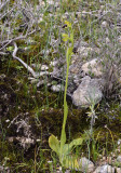 Ophrys fusca, fusca complex