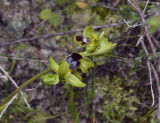 Ophrys funerea and O. bilunulata, fusca complex