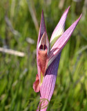Serapias aphroditae