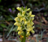 Dactilorhiza romana