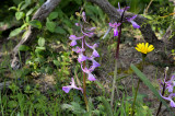 Anacamptis troodii