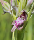Anacamptis coriophora var. fragrans