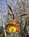 Psychopsis krameriana