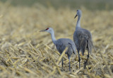 CRANES
