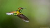Coppery-headed Emerald Hummingbird