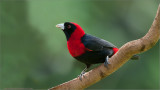 Crimson-collared Tanager