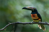 Collared Aracari