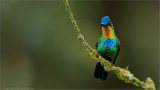 Fiery-throated Hummingbird