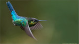 Fiery-throated Hummingbird in Flight