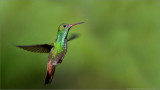 Rufous-tailed Hummingbird in Flight