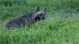 Striped Hyena