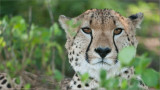 Cheetah Portrait