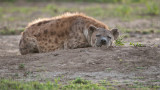 Hyena Sleeping
