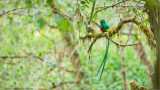 Resplendent Quetzal
