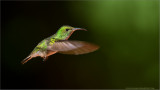 Coppery-headed Emerald Hummingbird in Flight