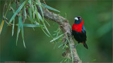 Crimson-collared Tanager