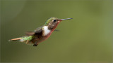 Volcano Hummingbird in Flight