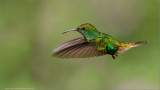 Coppery-headed Emerald Hummingbird in Flight