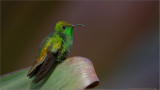 Coppery-headed Emerald Hummingbird