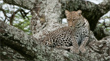 Leopard in Tanzania