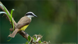 Great Kiskadee