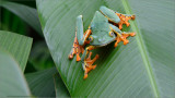 Yellow-eyed Tree Frog