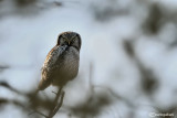 Ulula-Northern Hawk Owl (Surnia ulula)