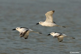 Droma - Crab Plover (Dromas ardeola)