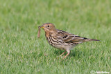 Pispola golarossa-Red-throated Pipit (Anthus cervinus).jpg