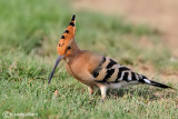 Upupa- Hoopoe (Upupa epops)