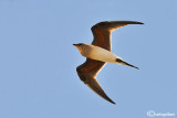 Pernice di mare-Collared Pratincole (Glareola pratincola)