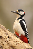 Picchio rosso maggiore-Great Spotted Woodpecker (Dendrocopos major))