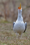 Gabbiano pontico (Larus cachinnans)