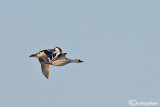 Pesciaiola - Smew (Mergellus albellus)