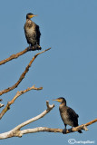 Cormorano- Great Cormorant (Phalacrocorax carbo)
