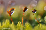 Abstract drops