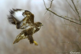 Poiana-Common Buzzard (Buteo buteo)