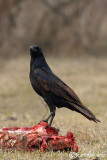 Corvo imperiale- Common Raven (Corvus corax)