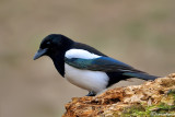 Gazza -Eurasian Magpie (Pica pica)