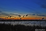 Danube delta