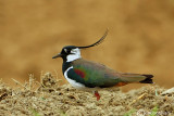 Pavoncella-Northern Lapwing (Vanellus vanellus)