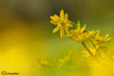 Ranunculus ficaria