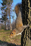 Grey squirrel - Sciurus carolinensis