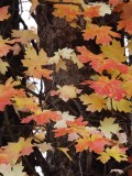 Harkness Canyon Autumn