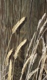 Crested Wheatgrass