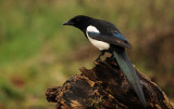 Ekster - Magpie