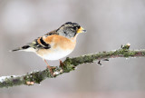 Keep - Brambling